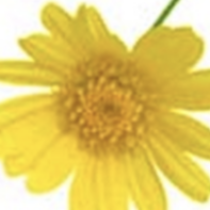 Group avatar